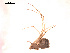  ( - BIOUG00174-F09)  @12 [ ] Copyright  G. Blagoev 2010 Unspecified