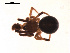  (Phycosoma - BIOUG00176-B04)  @13 [ ] Copyright  G. Blagoev 2010 Unspecified