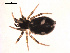  (Euryopis quinqueguttata - BIOUG00176-B06)  @12 [ ] Copyright  G. Blagoev 2010 Unspecified