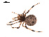  ( - BIOUG00176-B07)  @13 [ ] Copyright  G. Blagoev 2010 Unspecified