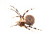  ( - BIOUG00176-B12)  @12 [ ] Copyright  G. Blagoev 2010 Unspecified