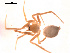  (Coscinida - BIOUG00176-E06)  @12 [ ] Copyright  G. Blagoev 2010 Unspecified