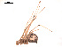  (Enoplognatha penelope - BIOUG00177-G05)  @12 [ ] Copyright  G. Blagoev 2010 Unspecified