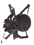  (Latrodectus tredecimguttatus - BIOUG00524-A03)  @13 [ ] Copyright  G. Blagoev 2010 Unspecified