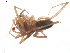  (Mesiotelus tenuissimus - BIOUG00525-B03)  @12 [ ] Copyright  G. Blagoev 2010 Unspecified