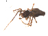  (Neospintharus syriacus - BIOUG00525-C05)  @12 [ ] Copyright  G. Blagoev 2010 Unspecified