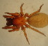  (Coelotes vignai - BIOUG00525-H11)  @13 [ ] Copyright  G. Blagoev 2010 Unspecified