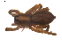  (Trochosa cachetiensis - BIOUG00527-A03)  @12 [ ] Copyright  G. Blagoev 2010 Unspecified