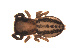  ( - BIOUG00609-D01)  @12 [ ] Copyright  G. Blagoev 2010 Unspecified