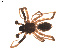  ( - BIOUG00609-G04)  @14 [ ] Copyright  G. Blagoev 2010 Unspecified