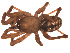  (Stemonyphantes abantensis - BIOUG00610-A12)  @11 [ ] Copyright  G. Blagoev 2010 Unspecified
