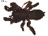  (Zelotes argoliensis - BIOUG00610-F07)  @13 [ ] Copyright  G. Blagoev 2010 Unspecified