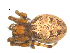  ( - CCDB-08491-B05)  @13 [ ] CreativeCommons - Attribution (2010) Gergin Blagoev, Centre for Biodiversity Genomics Centre for Biodiversity Genomics
