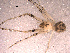  (Mimetus laevigatus - CCDB-08491-C06)  @13 [ ] CreativeCommons - Attribution (2010) Gergin Blagoev, Centre for Biodiversity Genomics Centre for Biodiversity Genomics