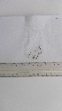  (Amphiroa beauvoisii - RM0254)  @11 [ ] Copyright (2018) Marina Morabito University of Messina, Phycological Lab