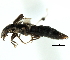  ( - 09CHUCOL-CV171)  @12 [ ] CreativeCommons - Attribution (2010) CBG Photography Group Centre for Biodiversity Genomics