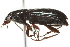  (Pterostichus pinguedineus - 09PROBE-CV006)  @15 [ ] CreativeCommons - Attribution (2010) CBG Photography Group Centre for Biodiversity Genomics