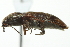  ( - 09PROBE-CV009)  @12 [ ] CreativeCommons - Attribution (2010) CBG Photography Group Centre for Biodiversity Genomics