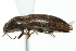  ( - 09PROBE-CV011)  @12 [ ] CreativeCommons - Attribution (2010) CBG Photography Group Centre for Biodiversity Genomics