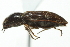  ( - 09PROBE-CV013)  @12 [ ] CreativeCommons - Attribution (2010) CBG Photography Group Centre for Biodiversity Genomics