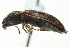  ( - 09PROBE-CV014)  @12 [ ] CreativeCommons - Attribution (2010) CBG Photography Group Centre for Biodiversity Genomics