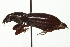  ( - 09PROBE-CV031)  @14 [ ] CreativeCommons - Attribution (2010) CBG Photography Group Centre for Biodiversity Genomics
