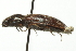  ( - 09PROBE-CV038)  @11 [ ] CreativeCommons - Attribution (2010) CBG Photography Group Centre for Biodiversity Genomics