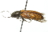  ( - 09PROBE-CV073)  @14 [ ] CreativeCommons - Attribution (2010) CBG Photography Group Centre for Biodiversity Genomics