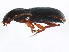  ( - TWCOL-2094)  @13 [ ] CreativeCommons - Attribution (2010) CBG Photography Group Centre for Biodiversity Genomics