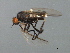  (Rhamphomyia anaxo grp. sp. BJS4 - PROBE-TW0018)  @13 [ ] CreativeCommons - Attribution (2009) Unspecified Centre for Biodiversity Genomics
