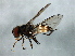  ( - PROBE-TW0036)  @14 [ ] CreativeCommons - Attribution (2009) Unspecified Centre for Biodiversity Genomics
