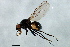  (Themira malformans - PROBE-TW0065)  @14 [ ] CreativeCommons - Attribution (2009) Unspecified Centre for Biodiversity Genomics