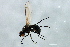  ( - PROBE-TW0066)  @12 [ ] CreativeCommons - Attribution (2009) Unspecified Centre for Biodiversity Genomics