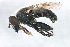  (Arctosyrphus - PROBE-TW0069)  @15 [ ] CreativeCommons - Attribution (2009) Unspecified Centre for Biodiversity Genomics