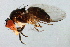  (Chymomyza caudatula - PROBE-TW0082)  @13 [ ] CreativeCommons - Attribution (2009) Unspecified Centre for Biodiversity Genomics