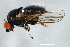  (Leucopis sp. TAW4 - PROBE-TW0087)  @11 [ ] CreativeCommons - Attribution (2009) Unspecified Centre for Biodiversity Genomics