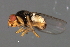  ( - PROBE-TW0129)  @12 [ ] CreativeCommons - Attribution (2009) Unspecified Centre for Biodiversity Genomics