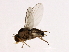  (Liriomyza borealis - PROBE-TW0265)  @11 [ ] CreativeCommons - Attribution (2009) Unspecified Centre for Biodiversity Genomics