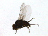  (Amauromyza shepherdiae - PROBE-TW0387)  @13 [ ] CreativeCommons - Attribution (2009) Unspecified Centre for Biodiversity Genomics