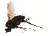  ( - PROBE-TW0396)  @12 [ ] CreativeCommons - Attribution (2009) Unspecified Centre for Biodiversity Genomics
