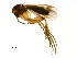 (Mycetophila sp. CJB3 - PROBE-TW0413)  @14 [ ] CreativeCommons - Attribution (2009) Unspecified Centre for Biodiversity Genomics