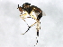  (Dolichopus lamellipes - MTDIC-0011)  @16 [ ] CreativeCommons - Attribution (2009) Unspecified Centre for Biodiversity Genomics