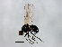  (Themira lucida - MTDIC-0013)  @14 [ ] CreativeCommons - Attribution (2009) Unspecified Centre for Biodiversity Genomics