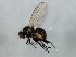  (Agromyza sp. SB - MTDIC-0032)  @13 [ ] CreativeCommons - Attribution (2009) Unspecified Centre for Biodiversity Genomics