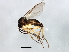  (Gnoristinae - MTDIC-0045)  @16 [ ] CreativeCommons - Attribution (2009) Unspecified Centre for Biodiversity Genomics