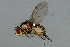  (Liriomyza helianthi - MTDIC-0074)  @14 [ ] CreativeCommons - Attribution (2009) Unspecified Centre for Biodiversity Genomics