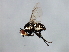  (Calycomyza sonchi - MTDIC-0080)  @13 [ ] CreativeCommons - Attribution (2009) Unspecified Centre for Biodiversity Genomics