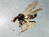  (Bibio fumipennis - MTDIC-0166)  @13 [ ] CreativeCommons - Attribution (2009) Unspecified Centre for Biodiversity Genomics