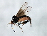  ( - MTDIC-0204)  @13 [ ] CreativeCommons - Attribution (2009) Unspecified Centre for Biodiversity Genomics