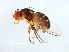  ( - MTDIC-0208)  @12 [ ] CreativeCommons - Attribution (2009) Unspecified Centre for Biodiversity Genomics